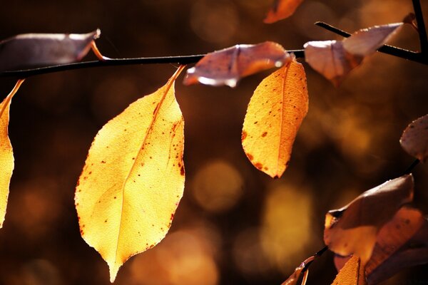 Hojas amarillas de otoño en el árbol