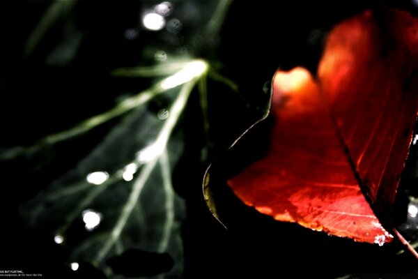 Dance of falling leaves in the rain