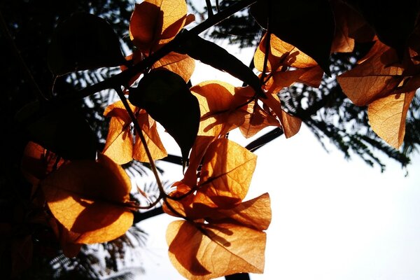 Hojas de otoño contra el cielo