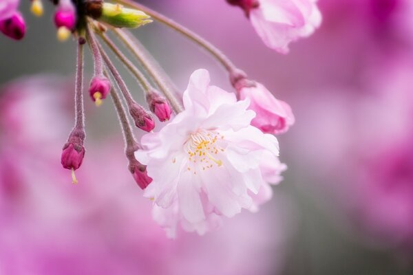 Rosa Kirschblüte im Frühling