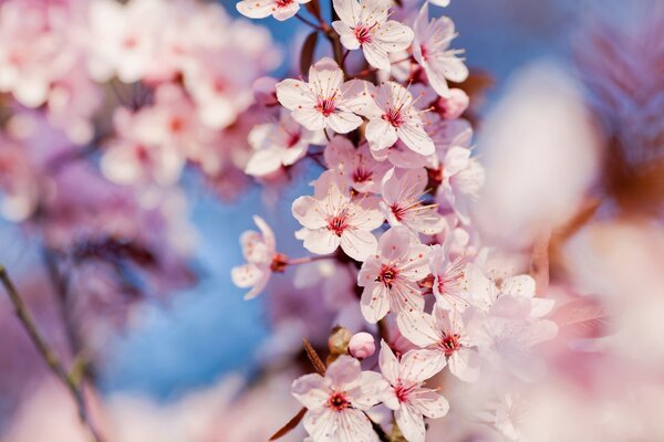 Kwitnąca wiśnia Sakura w naturze