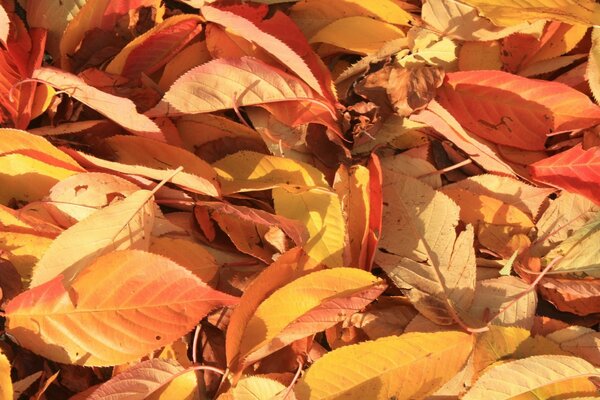 Leaf fall is in full swing, all the paths are covered