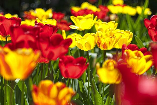 Tulipes juteuses dans le jardin en été