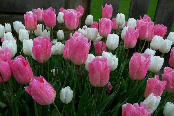 Der Frühling blüht mit dir zusammen