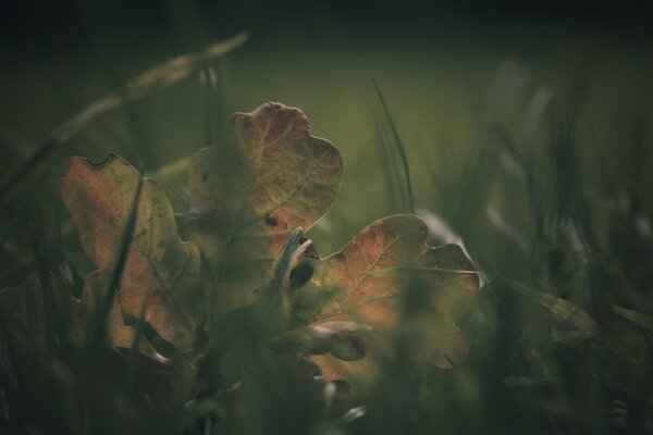 An autumn leaf that fell to the ground