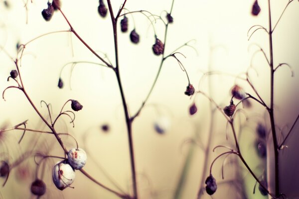 Nature with dry grass and flower