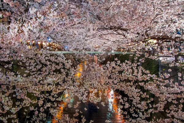 The beauty of the cherry spring garden