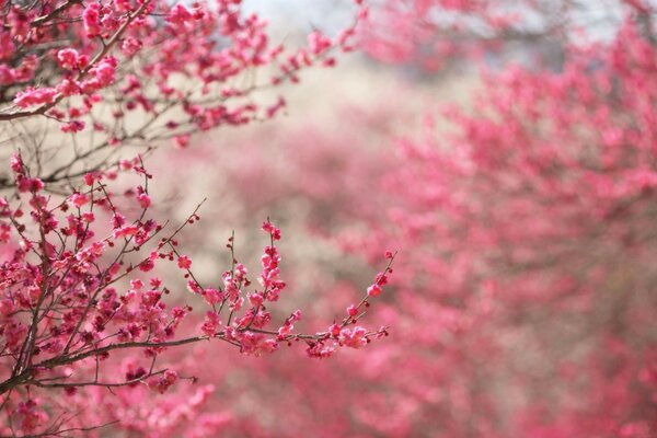 Blühende rosa Frühlingskirsche