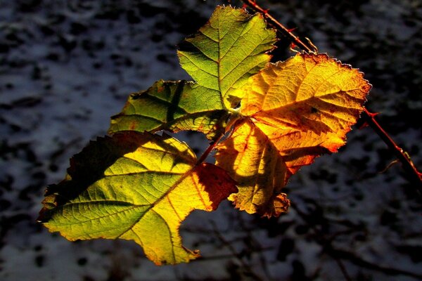 The first snow and the remains of leaves