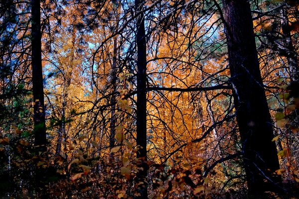 Herbstwald mit gelben Blättern