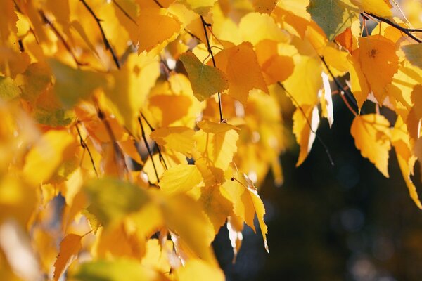 Autumn leaves are yellow