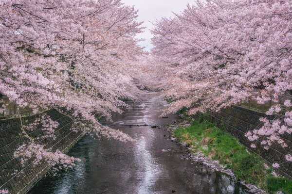 Beautiful landscape with flowering trees