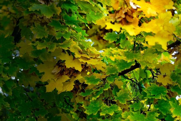 Schöne Blätter von grünen und gelben Blüten