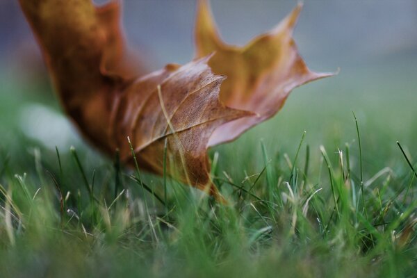 A single fallen leaf on the green grass. Life and death