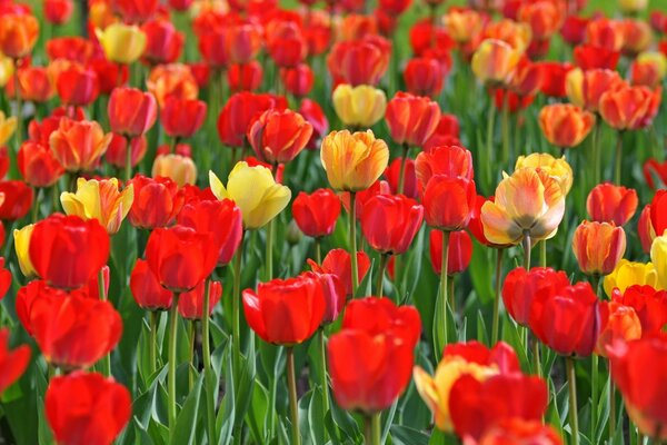 Red and yellow tulips