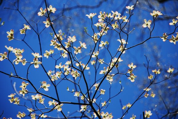 Frühlingsblüte der Bäume im Garten