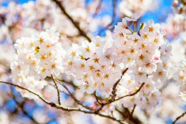 花园里盛开的树