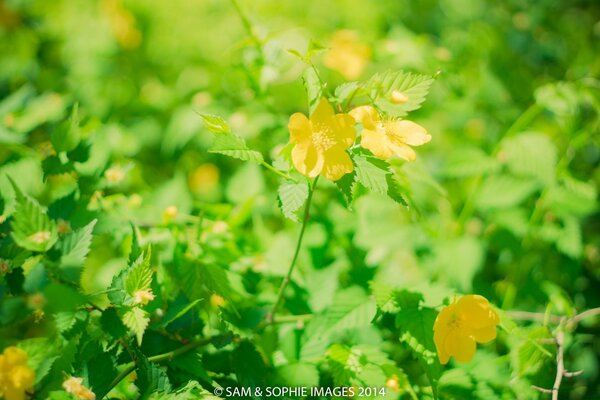 Fleurs jaunes sur fond de feuilles vertes