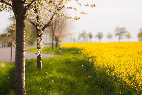 Bäume neben einem Feld mit gelben Blüten