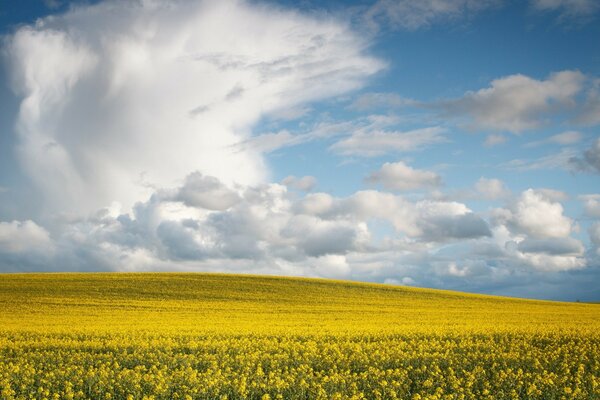 Blue sky. Yellow field