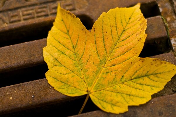 Hello golden autumn, a leaf on the floor