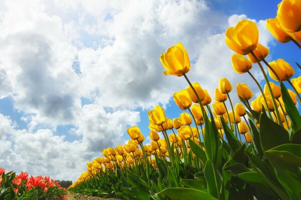 Lindos campos de tulipas em flor