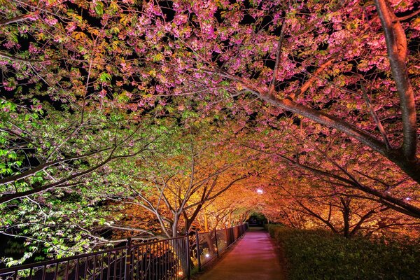 Schöne Straße. Nacht Natur