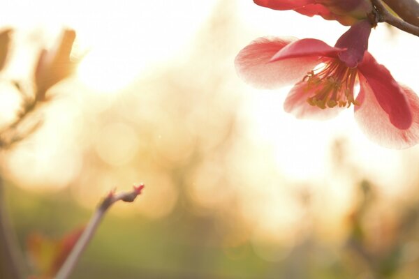 Zarte Blume am Frühlingsmorgen