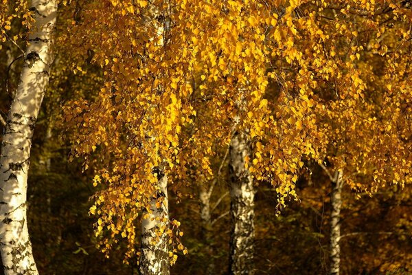 Autumn forest is beautiful golden