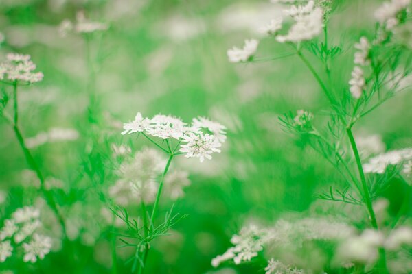 Flores da primavera em um fundo verde