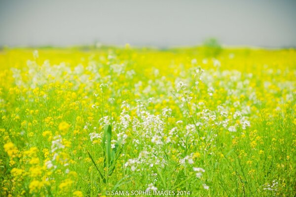 La natura ha presentato un campo di fiori magici