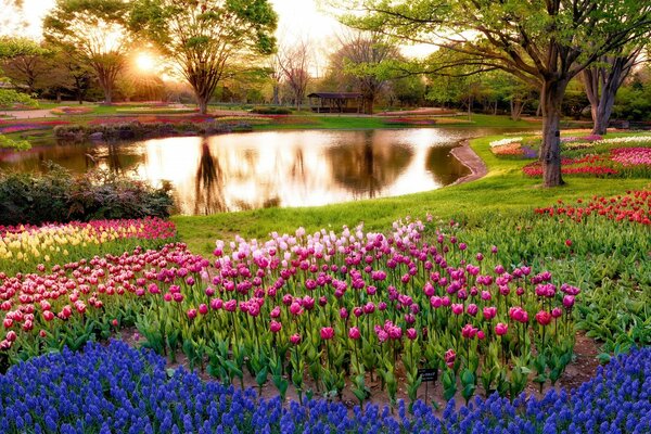 Tulip field near the pond