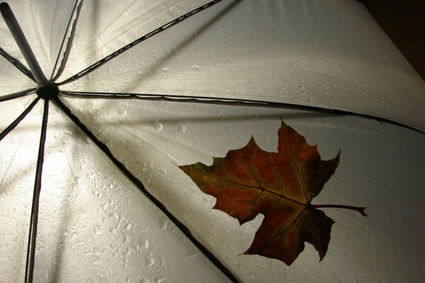 Ein Blatt auf einem nassen Regenschirm