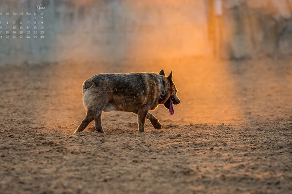 Calendario para junio con un perro solitario