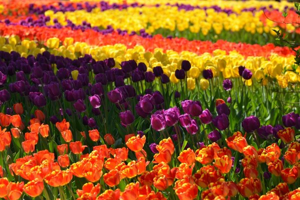 A field with stripes of multicolored Tulips