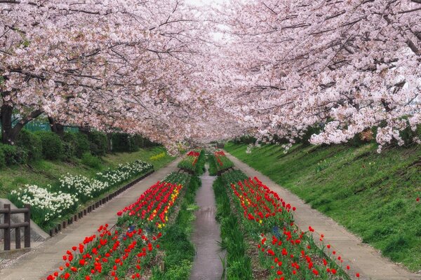 Çiçekli sakura ve parlak kırmızı laleler