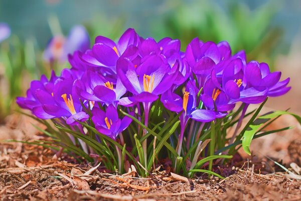 A bouquet of beautiful flowers in nature