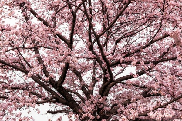 Die saisonale Blüte des Baumes in China