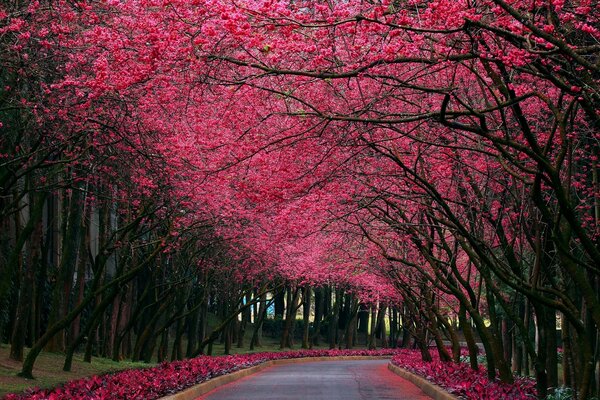 Pembe çiçekli ağaçların altındaki yol