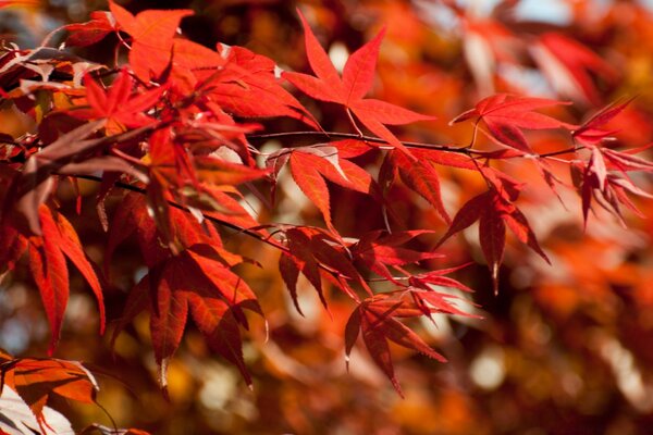 Feuilles d érable japonais