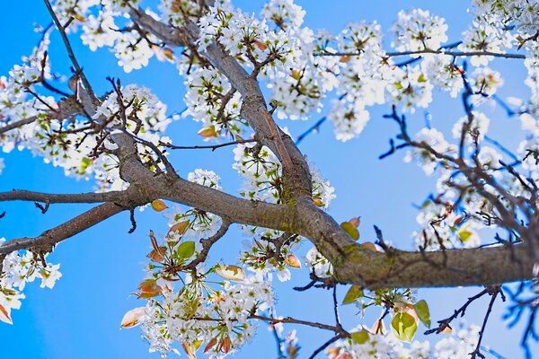 A blooming tree in the garden