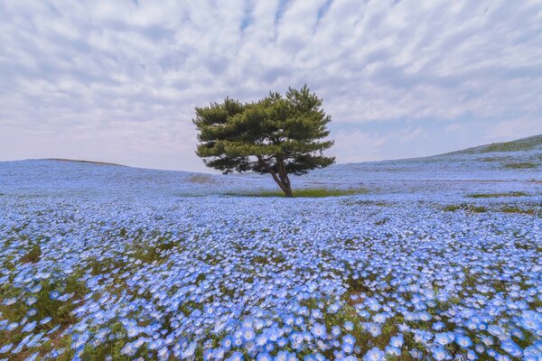 A lonely tree in a field with blue flowers