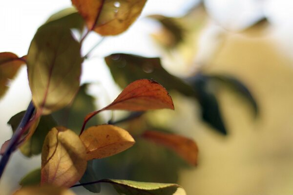 Multicolored leaves on a blurry background