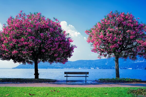 Arbres en fleurs sur fond d océan et de montagnes