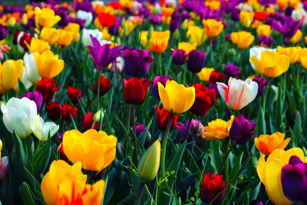 A lot of very beautiful multicolored tulips