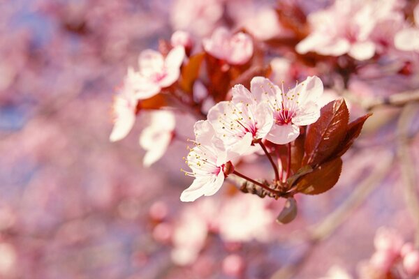 Fleurs de cerisier délicates au printemps