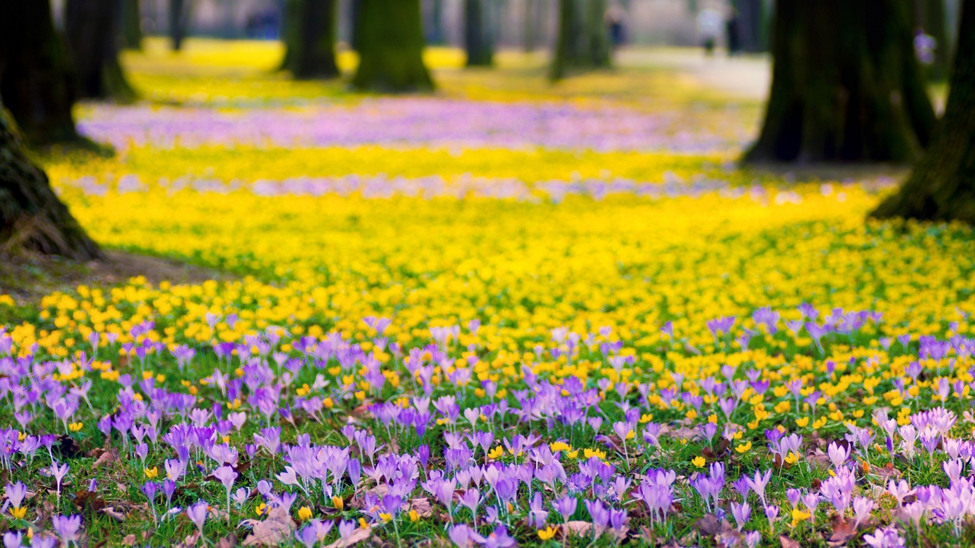 primavera fiore natura flora campo fieno giardino fioritura floreale estate erba crescita stagione all aperto petalo foglia di colore rurale primavera luminosa