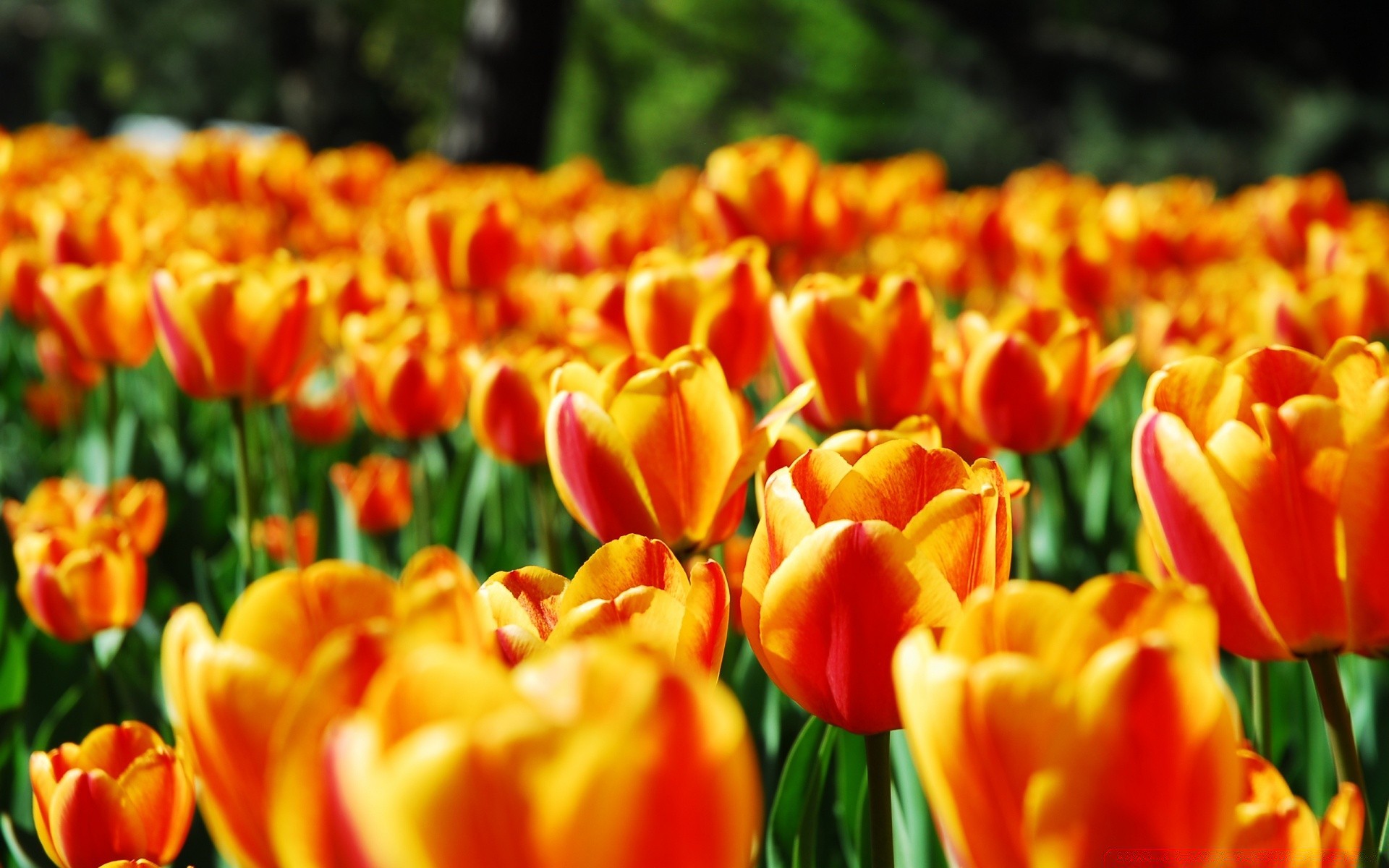 bahar lale doğa bahçe parlak flora çiçek yaprak yaz renk çiçek sezon paskalya büyüme güzel hava parlak lambalar taçyaprağı alan buket