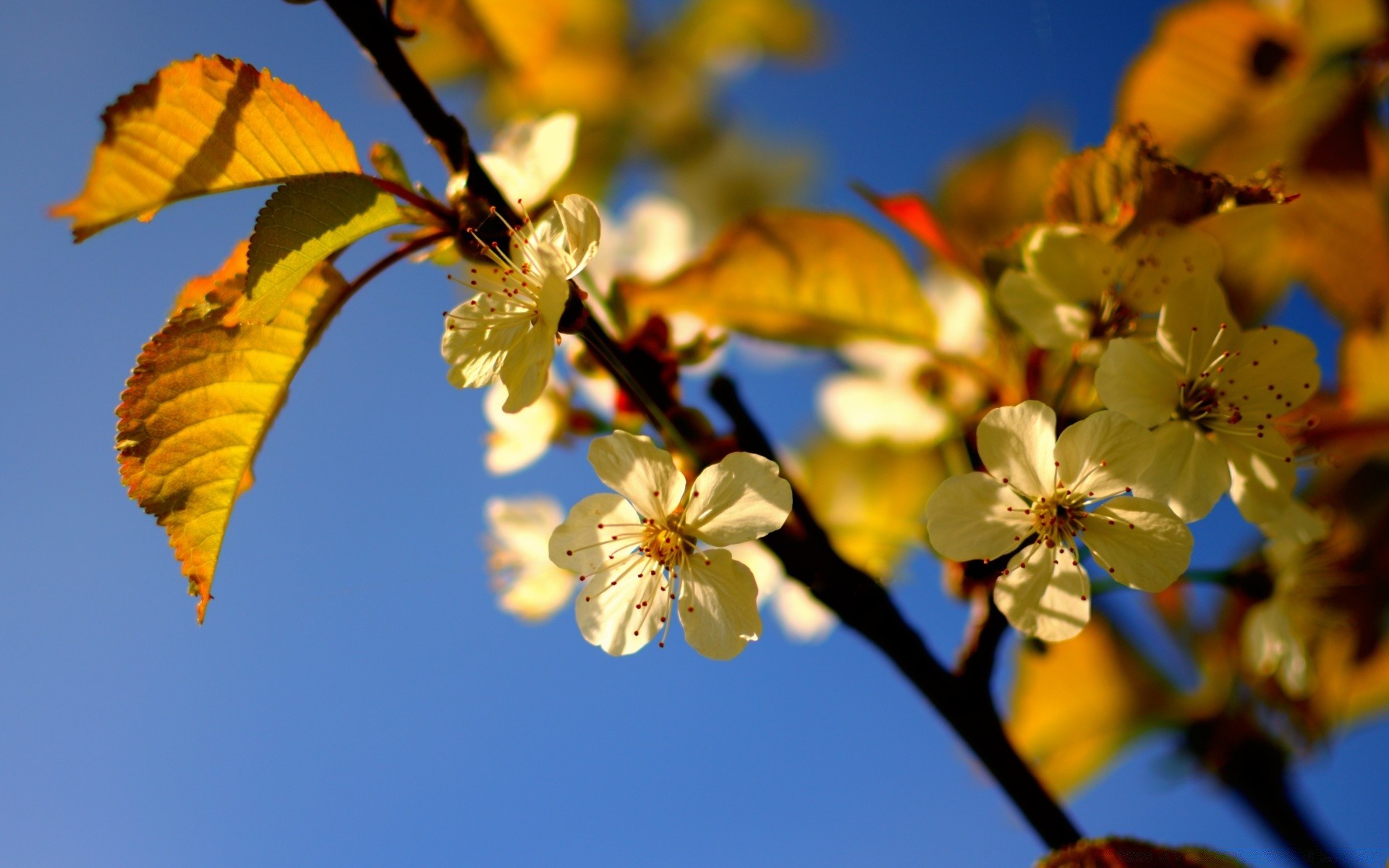 frühling baum blume natur blatt zweig flora apfel im freien wachstum gutes wetter garten sonne kirsche jahreszeit sommer himmel farbe hell sonnig