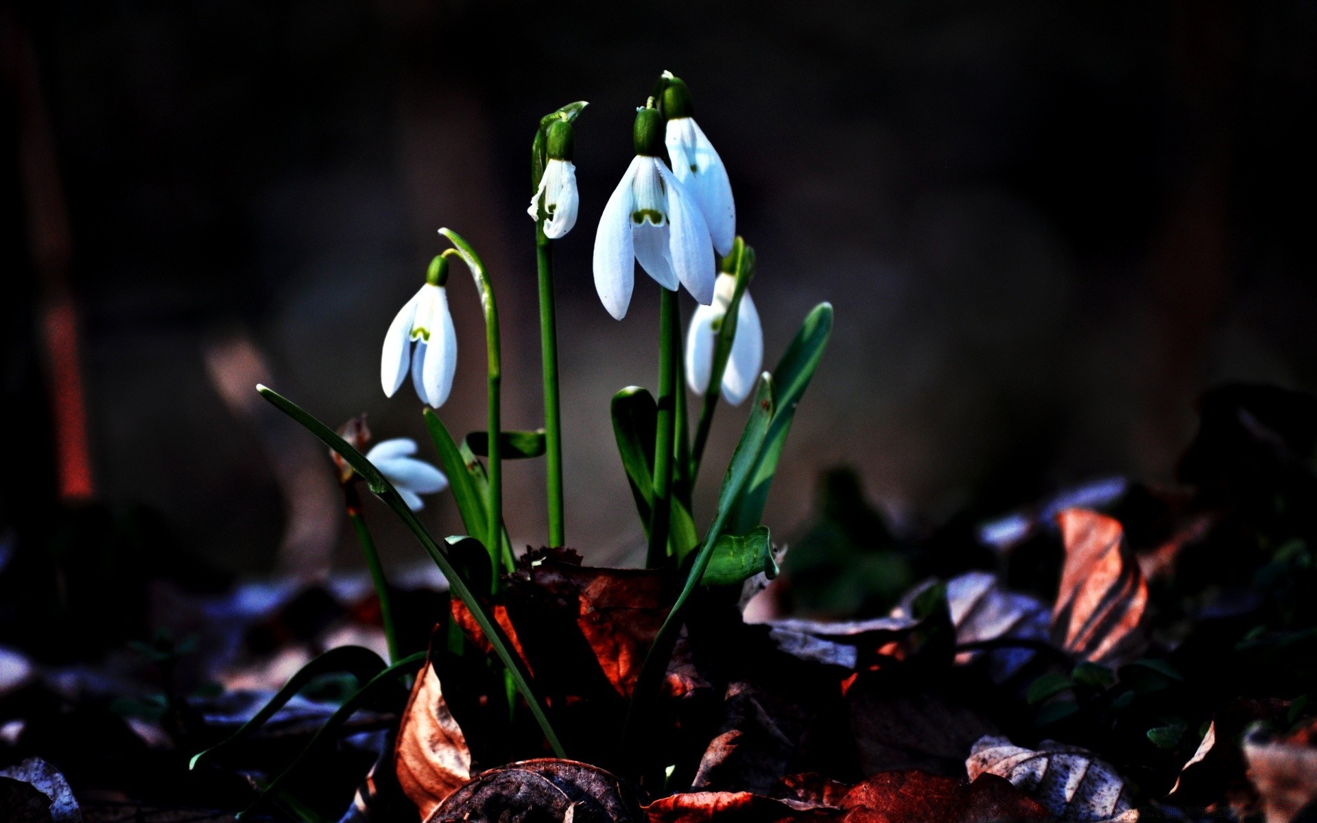 frühling blume natur blatt im freien